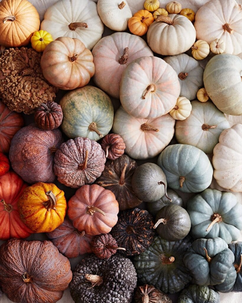 Multi-Colored Pumpkins Decorate With Multi-Colored Pumpkins