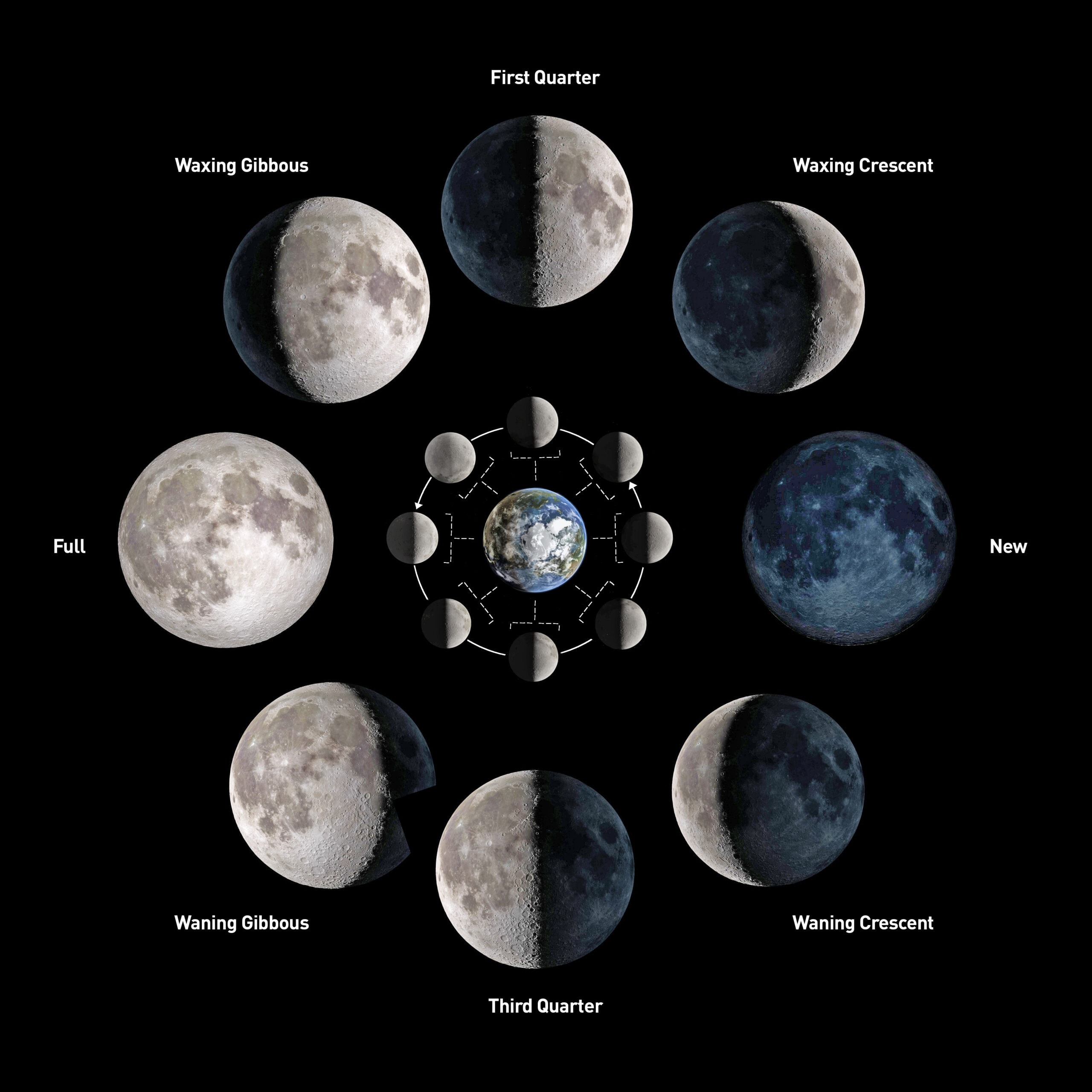 The lunar cycle The lunar cycle