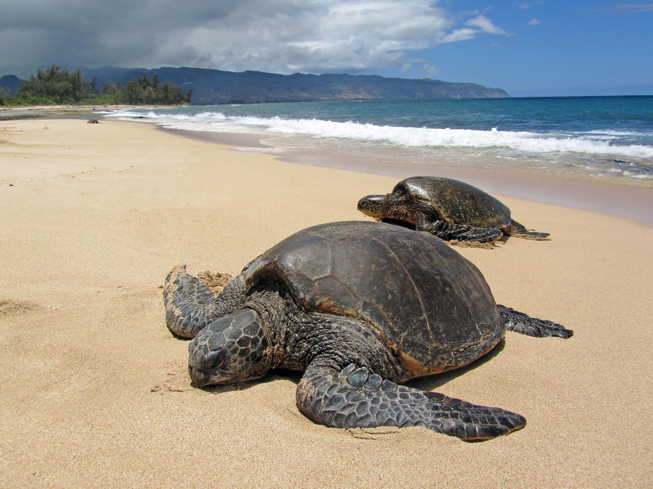 Sea Turtles Sea Turtles
