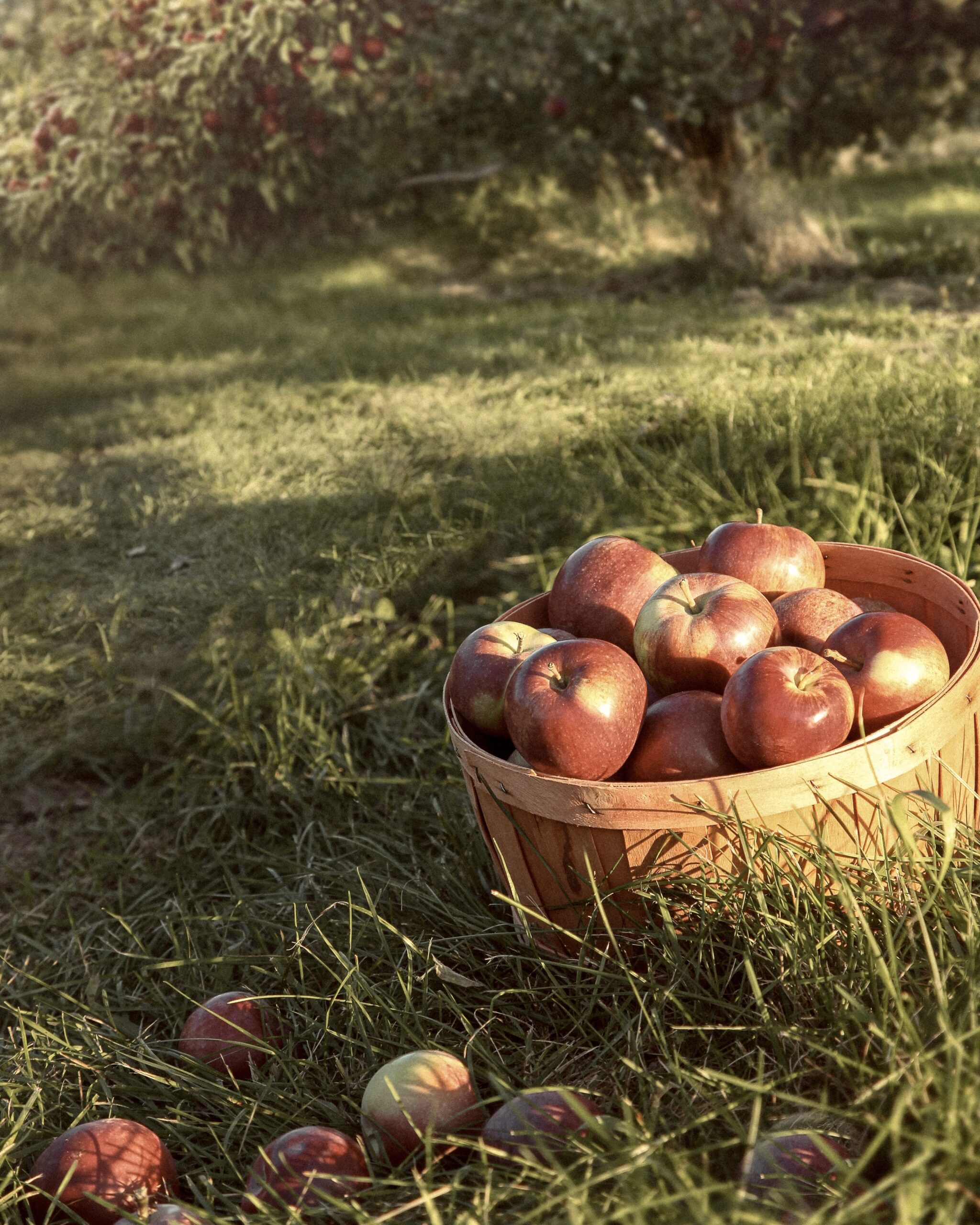 Basket of apples Basket of apples