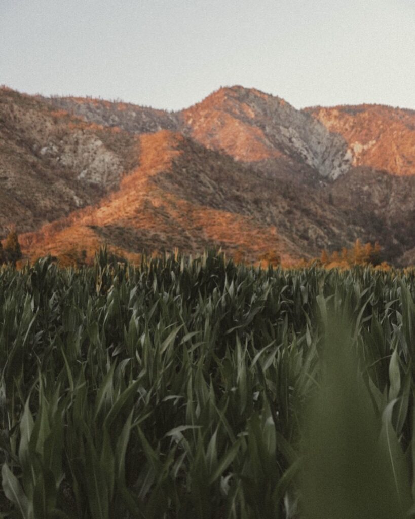 Corn maze | Things To Do This Fall In Los Angeles
