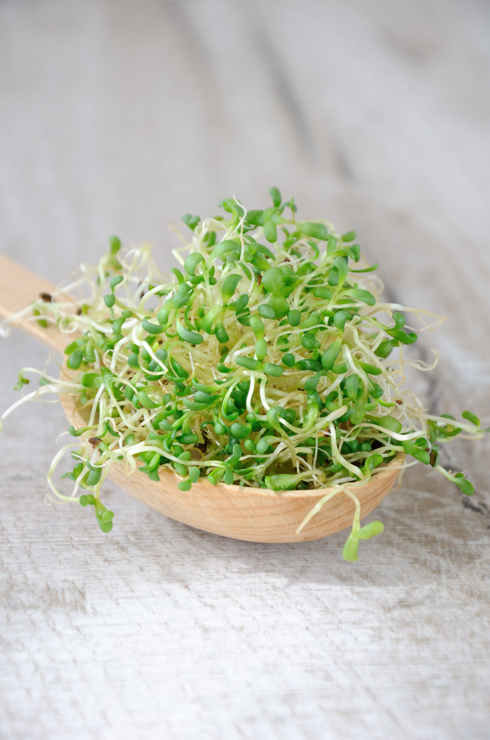 Alfalfa Sprouts | Herbs To Avoid With Autoimmune Disease