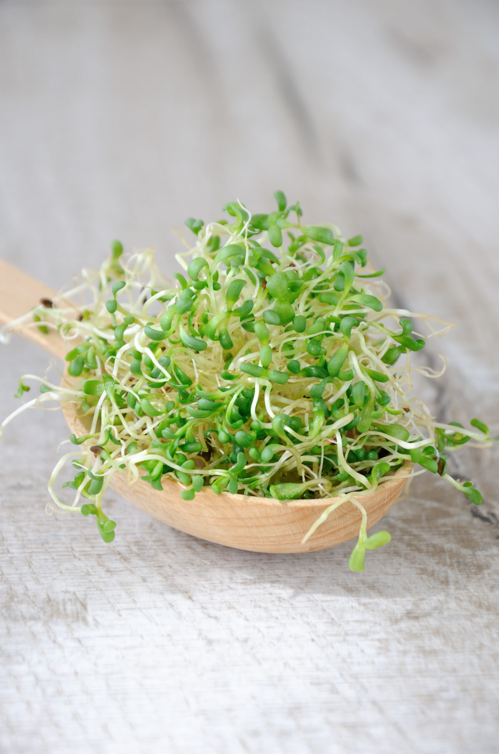 Alfalfa Sprouts Alfalfa Sprouts | Herbs To Avoid With Autoimmune Disease