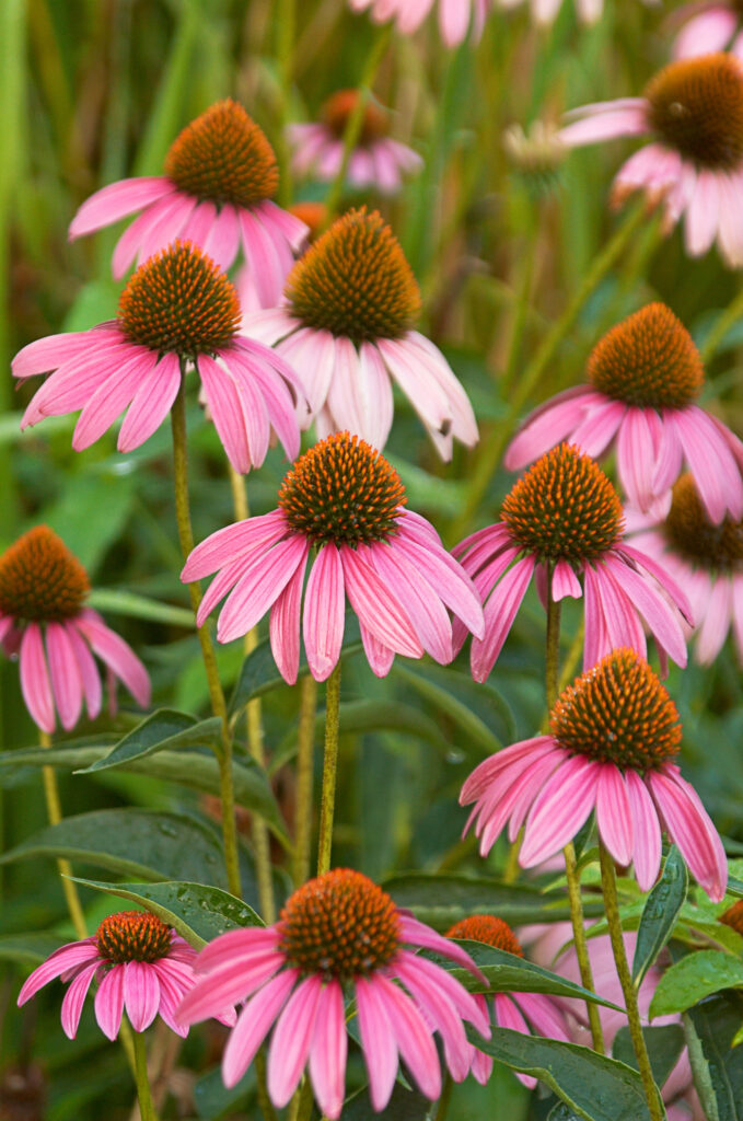 Echinacea flowers Echinacea | Herbs To Avoid With Autoimmune Disease