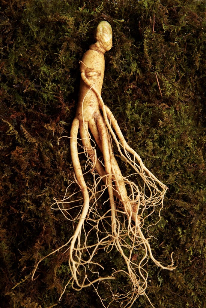 Asian Ginseng Asian Ginseng