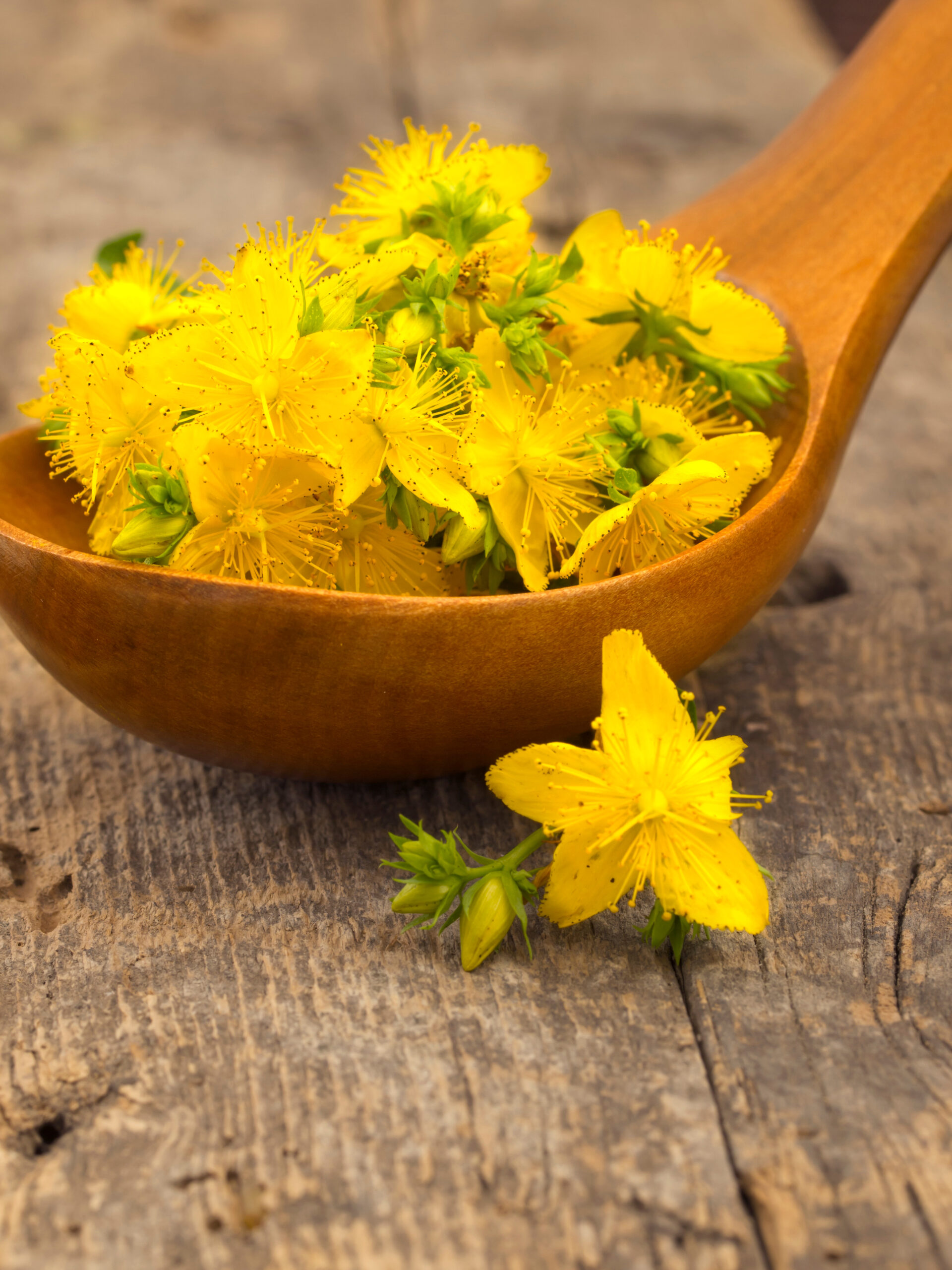 St. Johns Wort | Herbs To Avoid With Autoimmune Disease