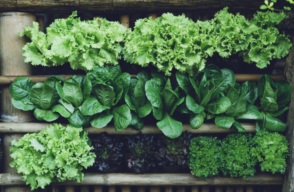 leafy vegetables leafy vegetables